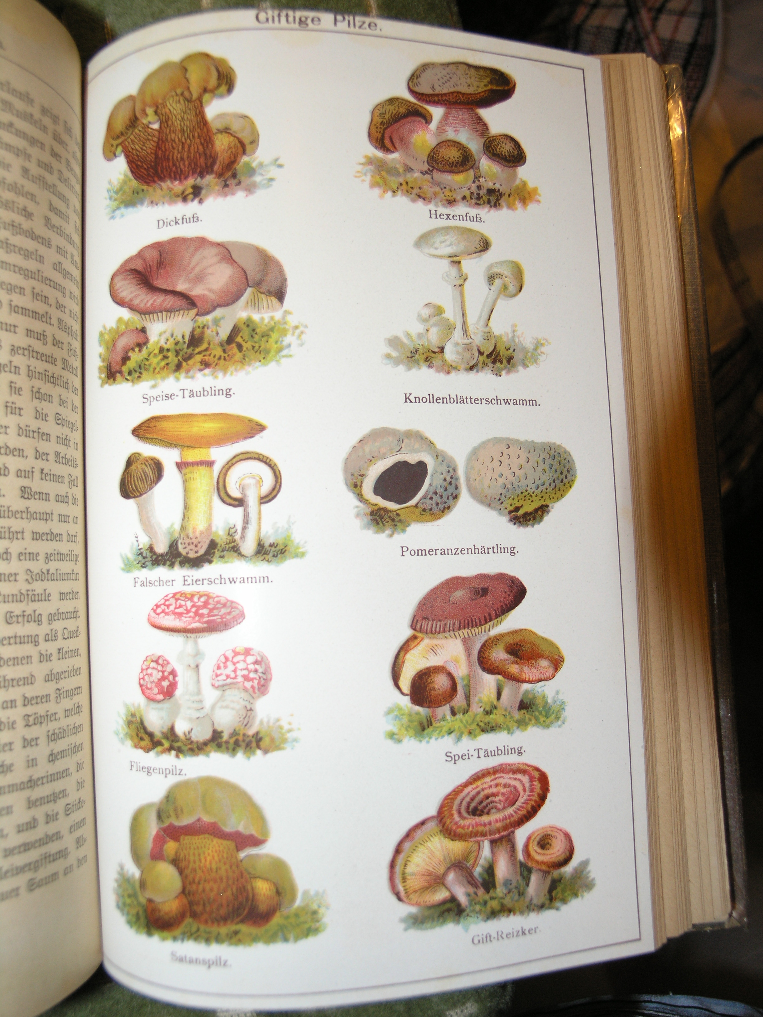 Schwammerl Gesundheitsbuch