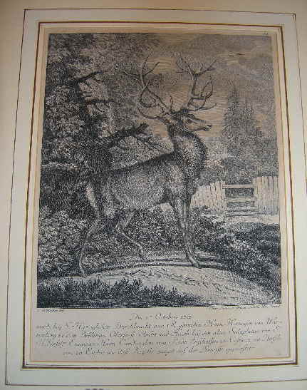 Kupferstich Hirsch