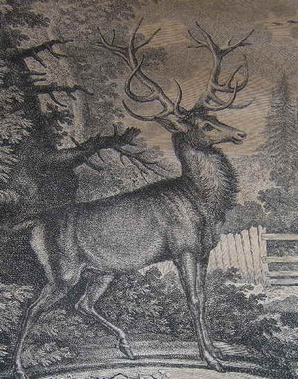 Hirsch Elias Ridinger