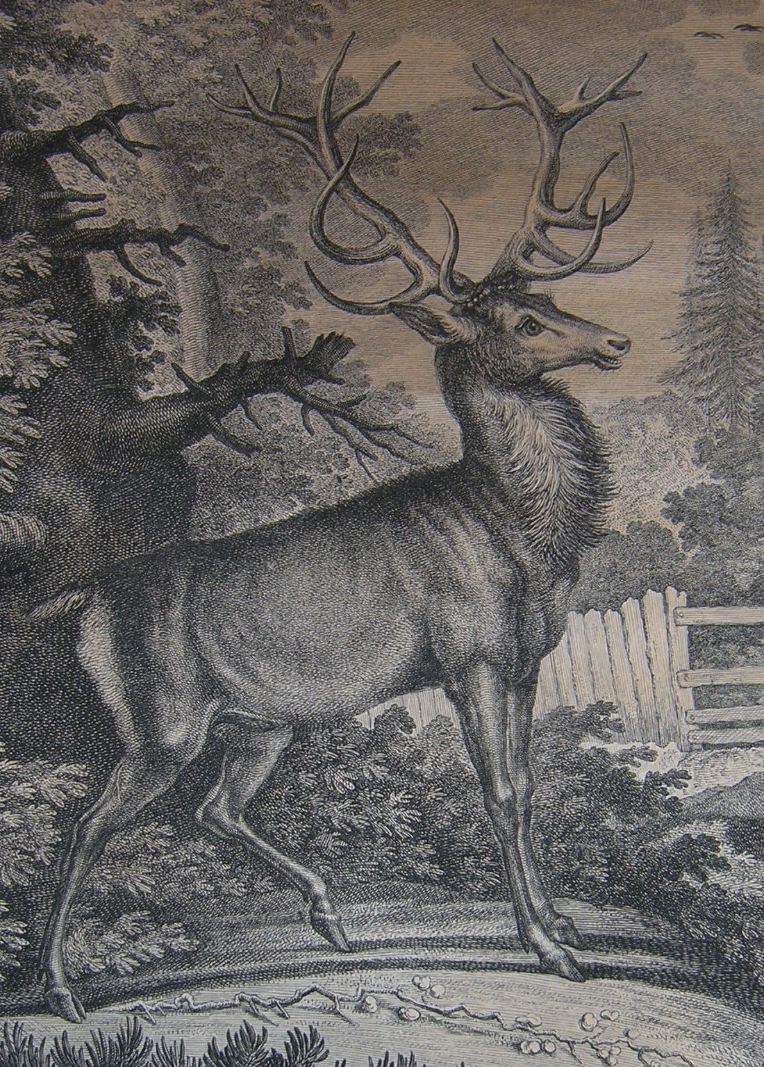 Hirsch Kupferstich